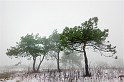 arbre 15_01_10n02